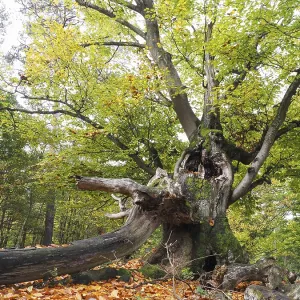 Old hute beech in autumn, Kellerwald Old hute beech in autumn, Kellerwald