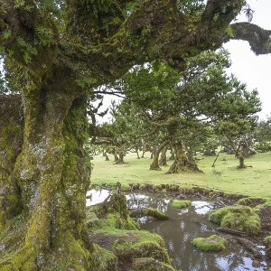 Old laurel trees in the Fanal fairy forest on the Paul da Serra plateau
