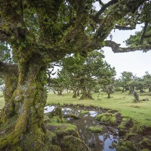 Old laurel trees in the Fanal fairy forest on the Paul da Serra plateau