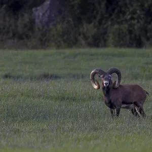 Old mouflon rams (Ovis gmelini) lead an erratic life