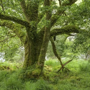 Old oak forest and moss, Glenveagh National Park