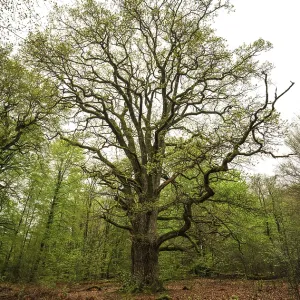 Old oak (Quercus), Rapp oak, named after the forestry official and conservationist Hermann-Josef Rapp Old oak (Quercus), Rapp oak, named after the forestry official and conservationist Hermann-Josef Rapp