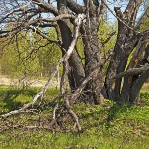 Old oak tree in a forest glade on a sunny spring day