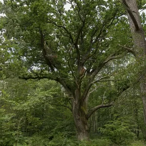 Very old oak tree in a German moor forest landscape with ferns Very old oak tree in a German moor forest landscape with ferns