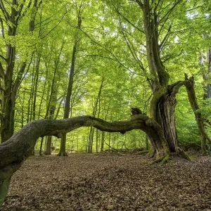 Beech Trees Print, Sababurg Forest, Germany