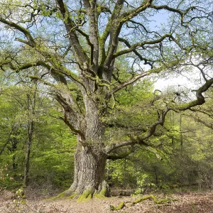 Old pedunculate oak (Quercus robur)
