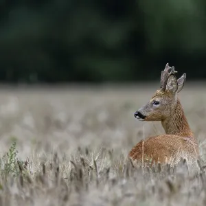 An old roebuck (Capreolus capreolus) attentively observes another of its kind An old roebuck (Capreolus capreolus) attentively observes another of its kind