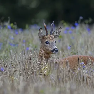 A very old roebuck (Capreolus capreolus) in a barley field with cornflowers (Centaurea cyanus) A very old roebuck (Capreolus capreolus) in a barley field with cornflowers (Centaurea cyanus)