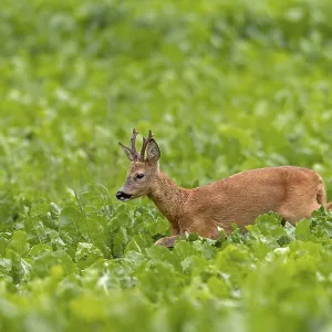 An old roebuck (Capreolus capreolus) purposefully follows the whistling of a doe ready to mate An old roebuck (Capreolus capreolus) purposefully follows the whistling of a doe ready to mate