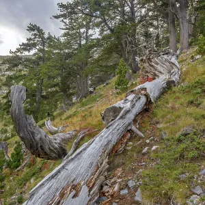 Old rotten fallen tree trunk in mountain forest near Olympus