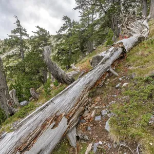 Old Rotten Fallen Tree Trunk Print in Mountain Forest Old Rotten Fallen Tree Trunk Print in Mountain Forest