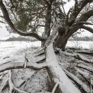 Old Scots pine (Pinus sylvestris)