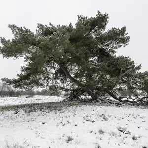 Old Scots pine (Pinus sylvestris)