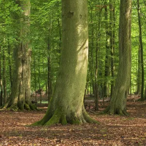 Old sunny beech forest near the Ivenacker Eichen