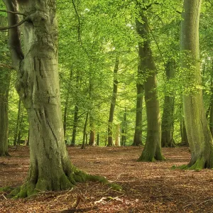 Old sunny beech forest near the Ivenacker Eichen