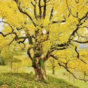 Old sycamore maple (Acer pseudo plantanus) Old sycamore maple (Acer pseudo plantanus)