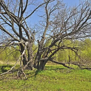 Old thick oak tree trunk at forest edge among the new trees in spring time
