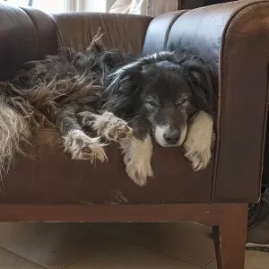 Old, tired Border Collie in his leather armchair Old, tired Border Collie in his leather armchair