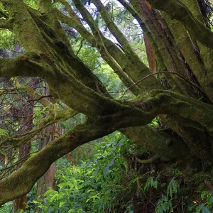 An old tree with thick, moss-covered branches An old tree with thick, moss-covered branches