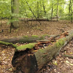 Old tree trunk in autumn forest