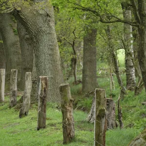 An old wooden fence runs along a row of large trees in the forest An old wooden fence runs along a row of large trees in the forest
