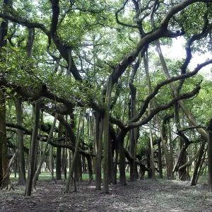 Oldest banyan tree in botanical garden