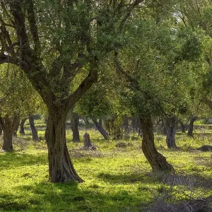 Olive grove, Borsh, Albanian Riviera Olive grove, Borsh, Albanian Riviera