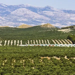 Olive Grove Print, Ubeda Hills, Andalucia Olive Grove Print, Ubeda Hills, Andalucia