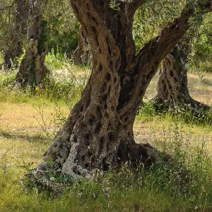 Olive grove, Lustica peninsula, Montenegro Olive grove, Lustica peninsula, Montenegro
