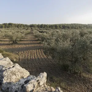 Olive grove (Olea europaea) Olive grove (Olea europaea)