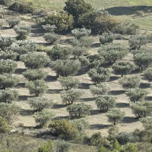 Olive grove (Olea europaea) Olive grove (Olea europaea)
