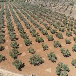 Olive grove on the way to L'Aguila Olive grove on the way to L'Aguila