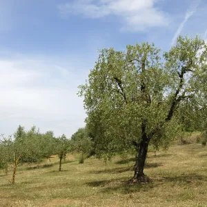 Olive orchard at the hill