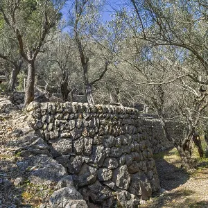 Olive orchard with old stone terraces on a slope a sunny summer day in the countryside Olive orchard with old stone terraces on a slope a sunny summer day in the countryside