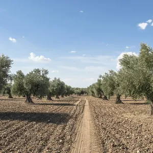 Olive plantation with many trees Olive plantation with many trees
