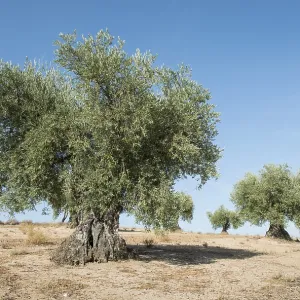 Olive plantation with many trees Olive plantation with many trees