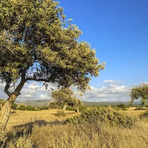 Olive tree on drought meadow