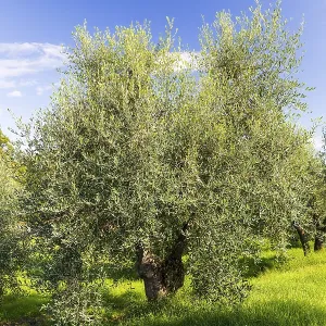 Olive tree (Olea europaea) in an olive grove