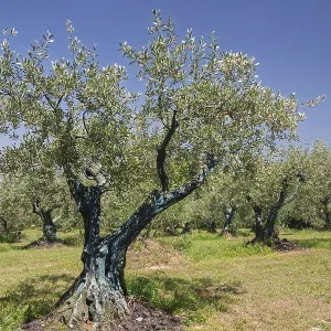 Olive tree plantation, Vaison-la-Romaine Olive tree plantation, Vaison-la-Romaine