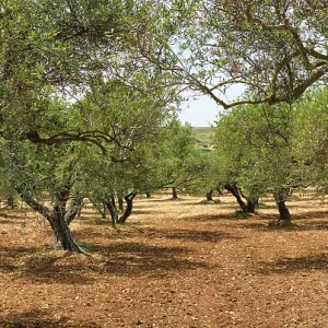 Olive trees (Olea europaea) grove in Crete Olive trees (Olea europaea) grove in Crete