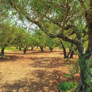 Olive trees (Olea europaea) grove in Crete Olive trees (Olea europaea) grove in Crete