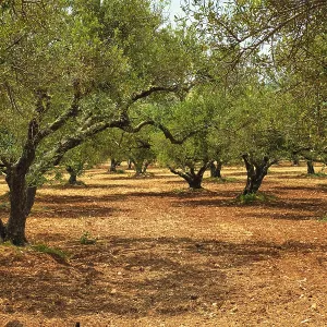 Olive trees (Olea europaea) grove in Crete Olive trees (Olea europaea) grove in Crete