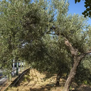Olive trees in an olive grove in the village of Rollo