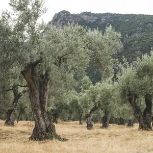 Olive trees in plantation. Agricultural land Olive trees in plantation. Agricultural land
