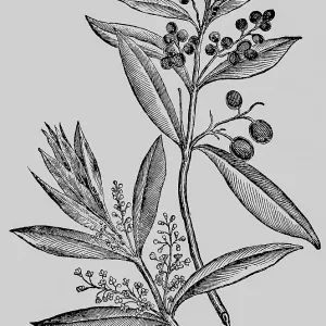 Olives (Olea) evergreen plant, leaves