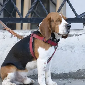 A one-eyed beagle on a leash sits on the asphalt and waits for its owner A one-eyed beagle on a leash sits on the asphalt and waits for its owner