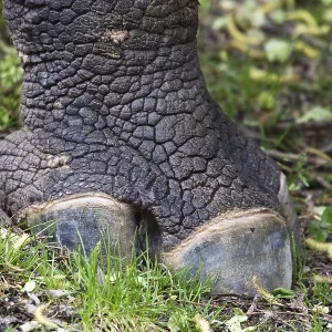 One-toed rhinoceros (Rhinoceros unicornis) One-toed rhinoceros (Rhinoceros unicornis)