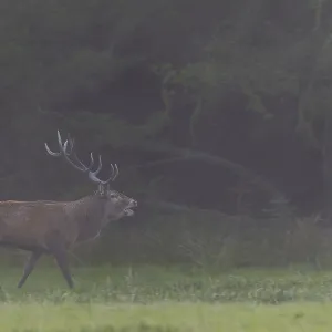 With the onset of dusk, the red deer (Cervus elaphus) increases its activity