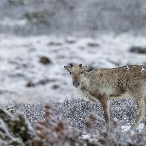 The onset of winter in late spring does not disturb the reindeer cow (Rangifer tarandus)