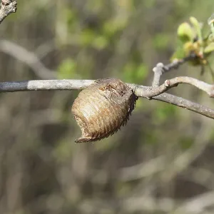Ootheca hierodula transcaucasica on a branch